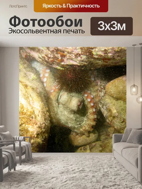 Фотообои Осьминог