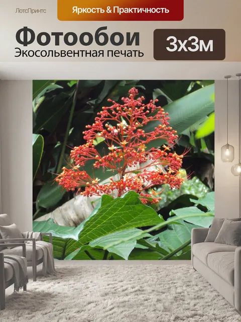 Фотообои Красный цветок