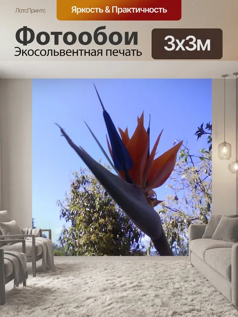 Фотообои Райская птица