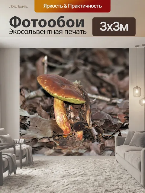 Фотообои Бэй-Болете-гриб