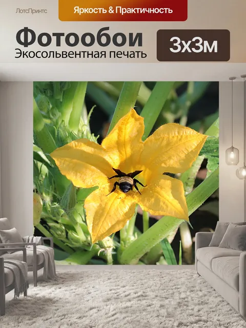 Фотообои Bumble Bee на Squash Bloom
