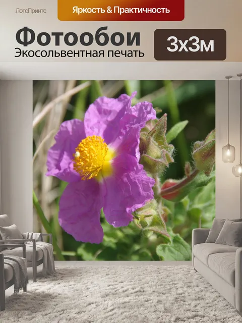 Фотообои Фиолетовые полевые цветы Крита