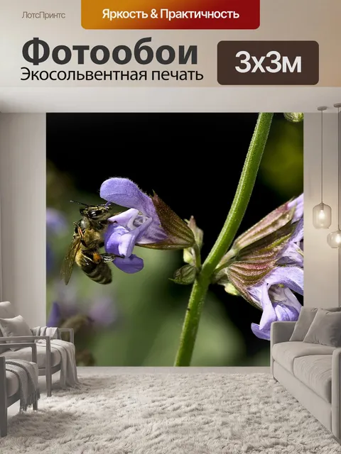 Фотообои Цветок шалфея