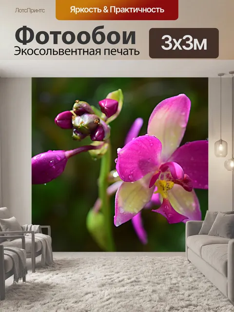 Фотообои Erdorchidee