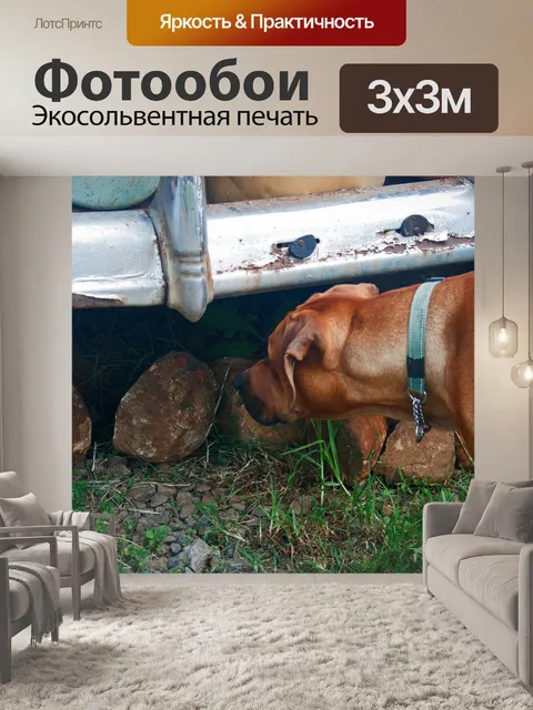 Фотообои коричневая собака заглядывает под старую