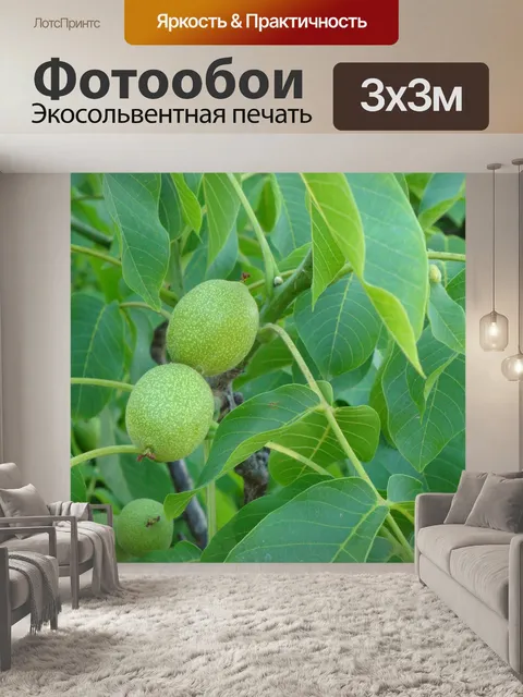 Фотообои Ореховое дерево