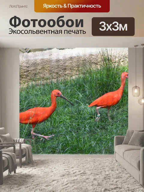 Фотообои Красного ибиса 01