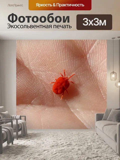 Фотообои Красный жук