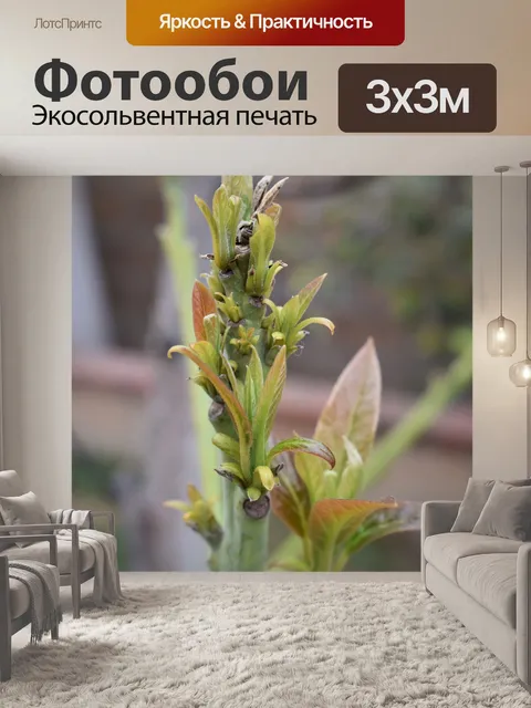 Фотообои Росток