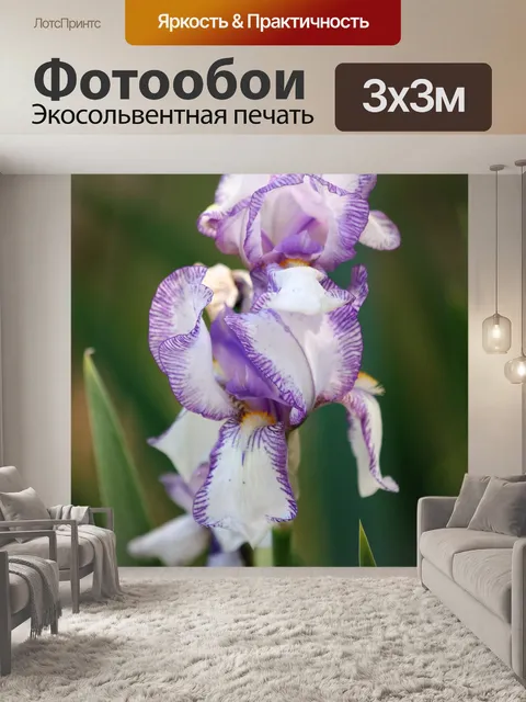 Фотообои Фиолетовая полосатая бородатая диафрагма
