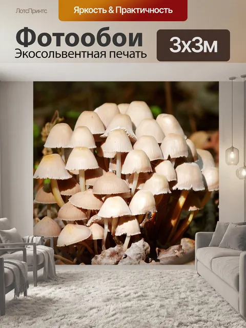 Фотообои Грибы