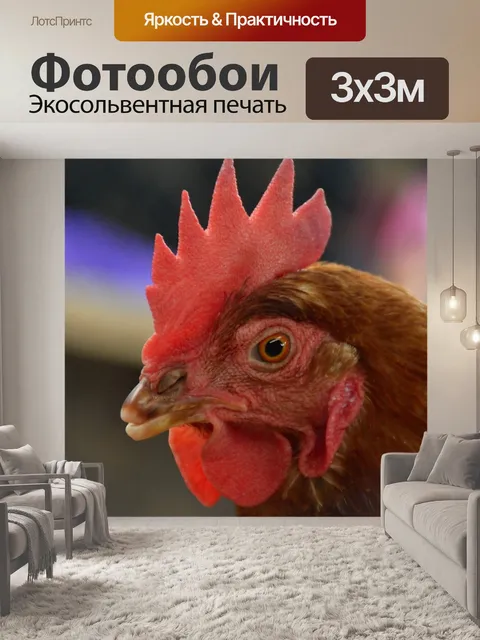 Фотообои Галло