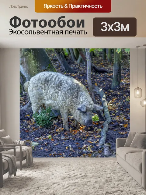 Фотообои Кудрявая свинья