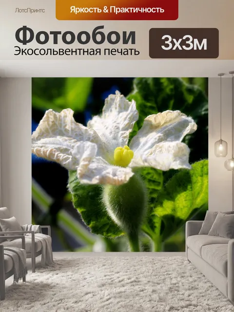 Фотообои Тыква цветок
