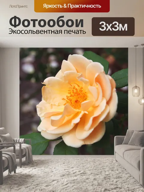 Фотообои Белая роза