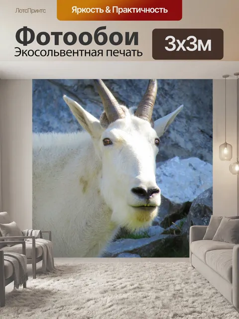 Фотообои Белый горный козел