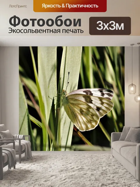 Фотообои Западная белая бабочка крупным планом