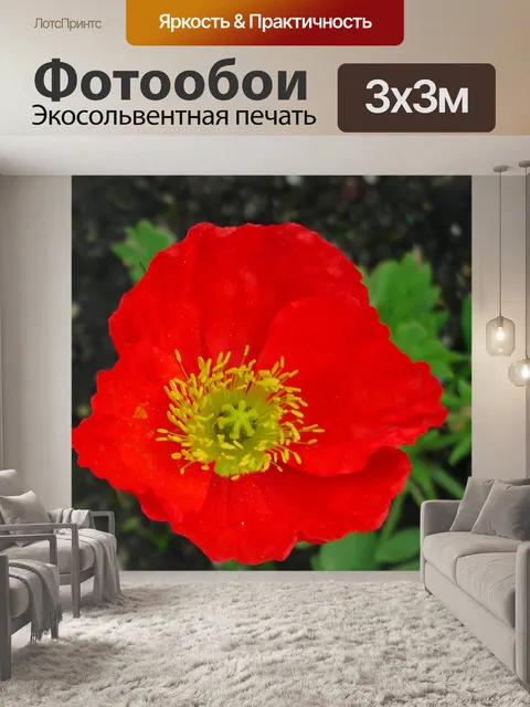 Фотообои Ярко-красный цветок