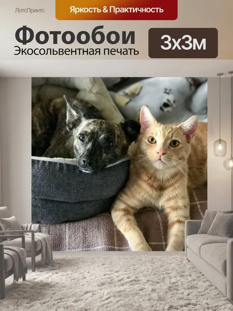 Фотообои Кошка