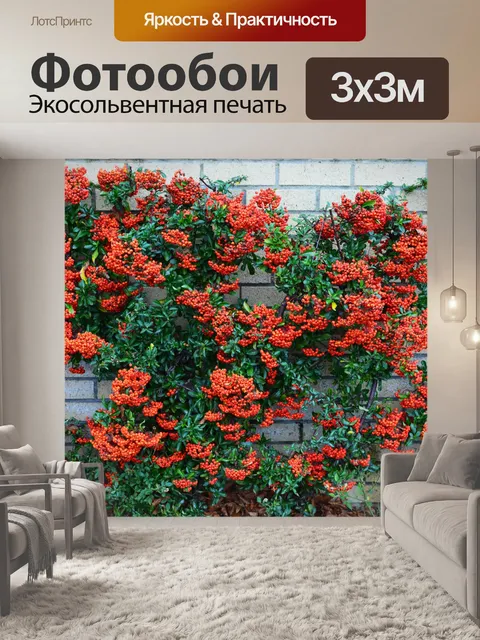 Фотообои Firethorn Pyracantha Ягоды