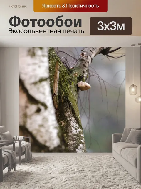 Фотообои Гриб