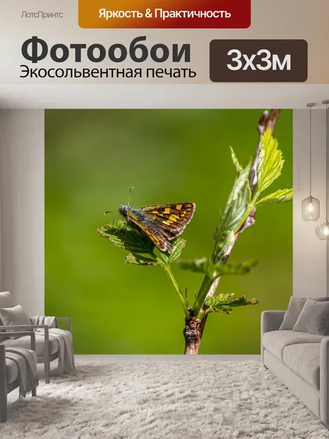 Фотообои Северная клетчатый шкипер