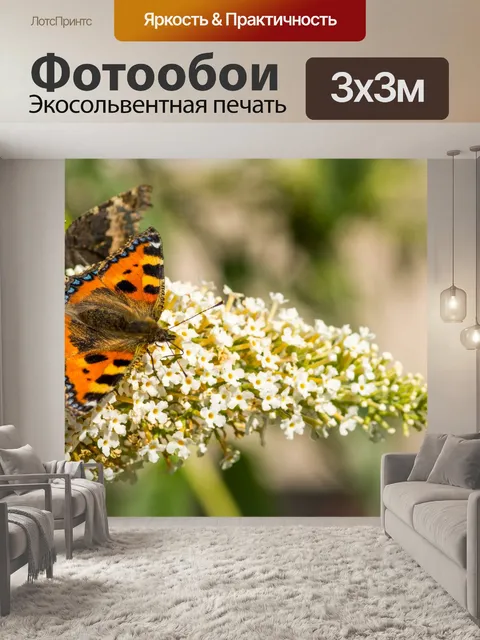Фотообои Черепаховый бабочка На Buddlier
