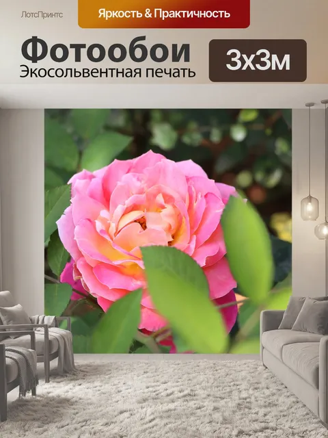 Фотообои Розовая китайская роза