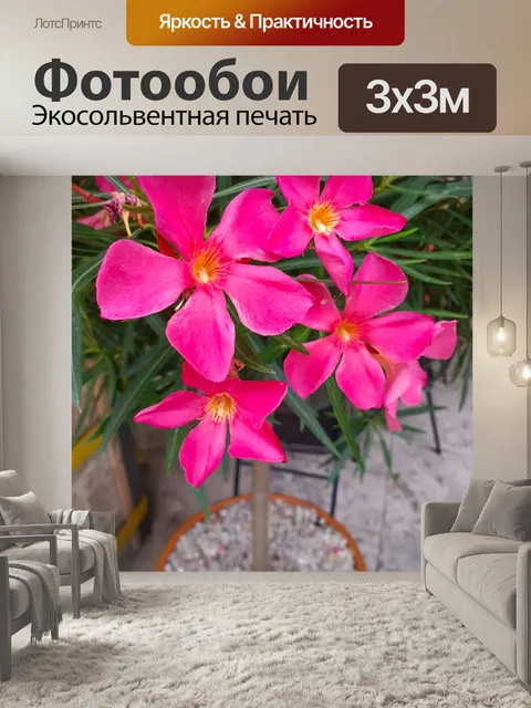 Фотообои Цветы олеандра