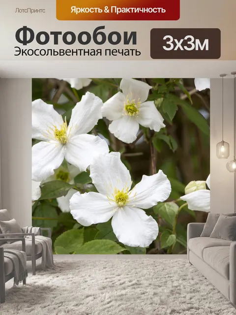 Фотообои Белые цветы крупным планом