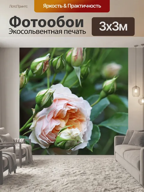 Фотообои Плетистая роза