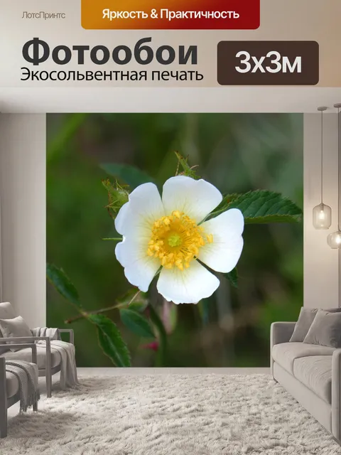 Фотообои Собачья роза