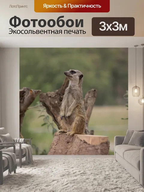 Фотообои Сурикат