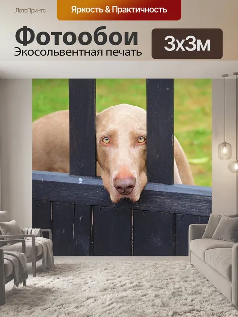 Фотообои Симпатичные собаки