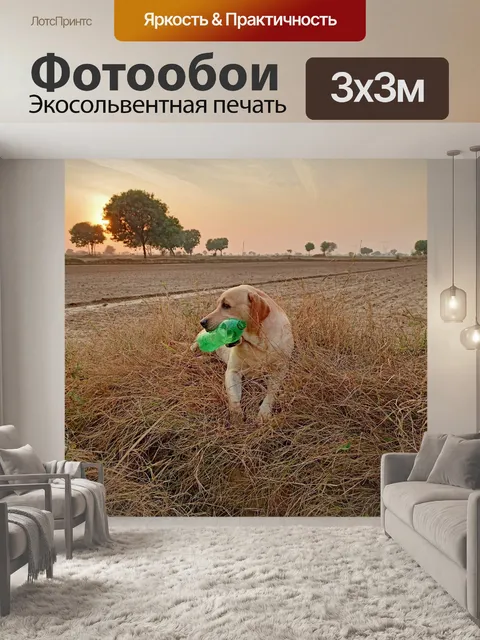 Фотообои Собака