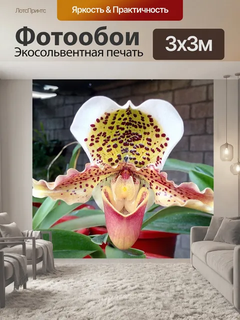 Фотообои Орхидея