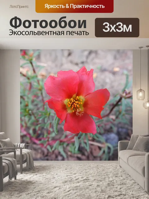 Фотообои Соцветия портулака