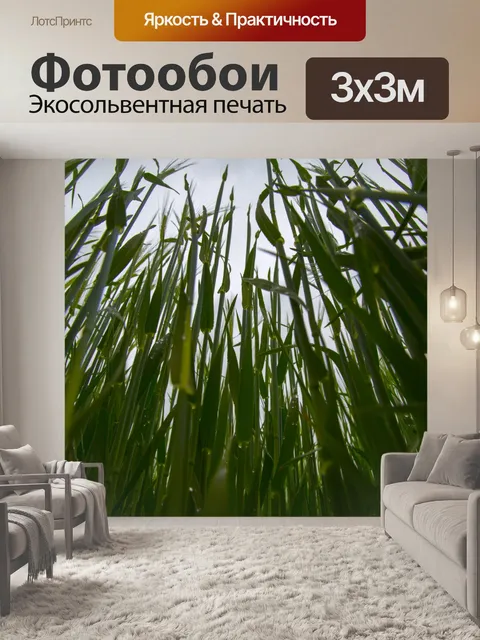 Фотообои Поле зеленого ячменя