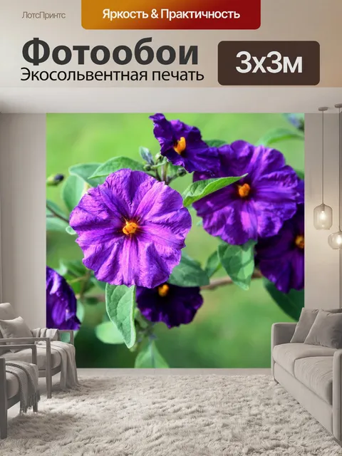 Фотообои фиолетовый картофель куст цветов