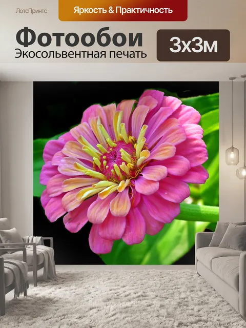 Фотообои Цинния