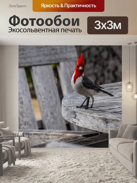 Фотообои Красный хохлатый кардинал Гавайи