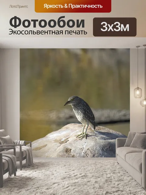 Фотообои Ночная цапля с черной короной