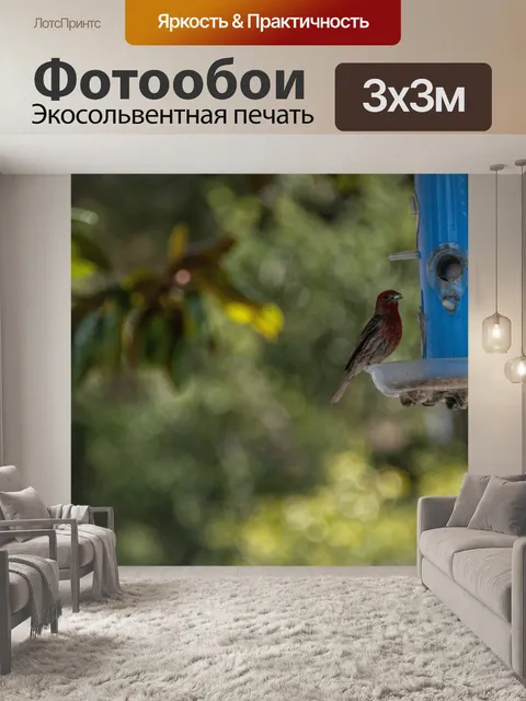 Фотообои Робин на Birdfeeder
