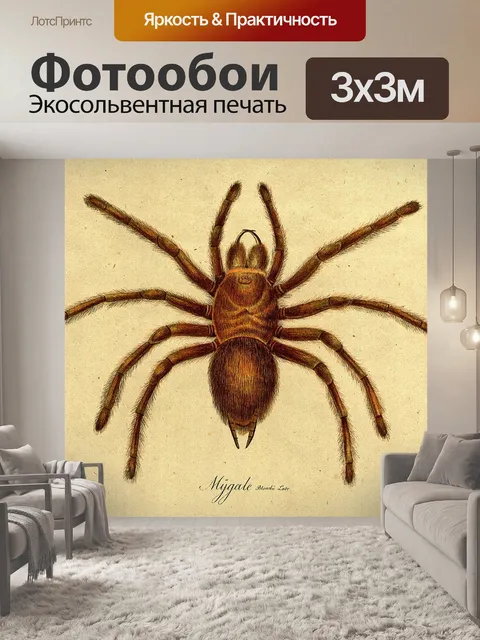 Фотообои Паук Тарантул