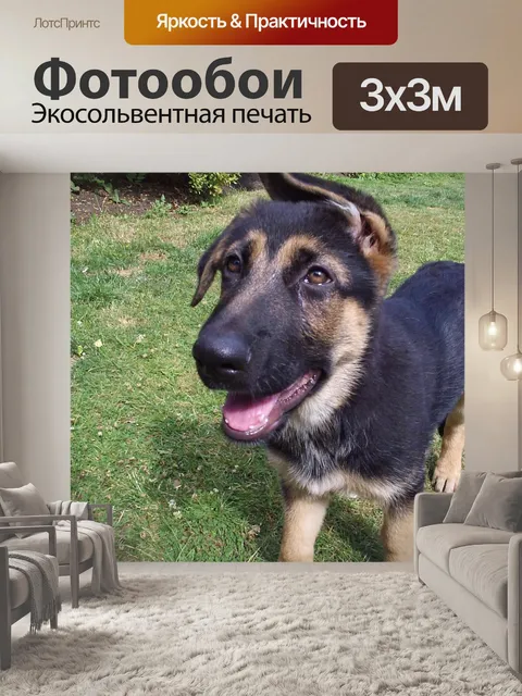 Фотообои Немецкая овчарка щенки