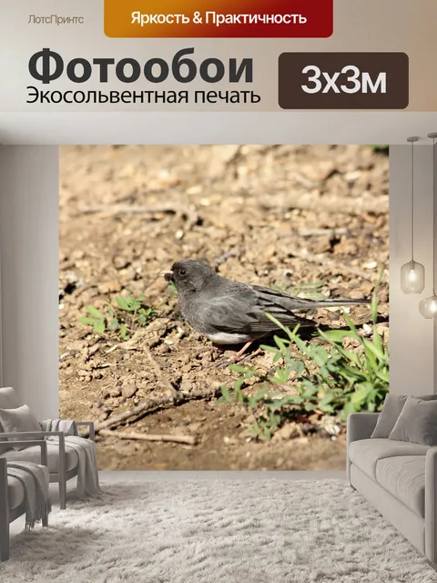 Фотообои Темноглазый Джанко на земле
