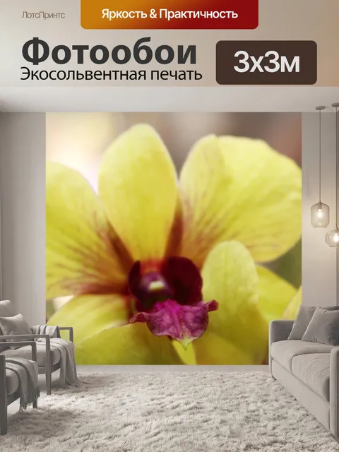 Фотообои желто-зеленые орхидеи
