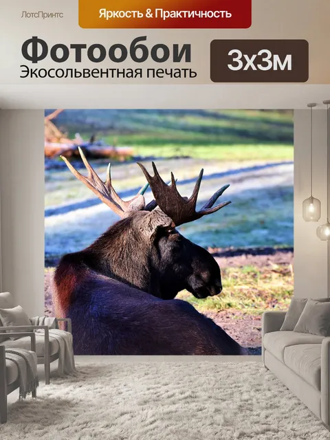 Фотообои Лось