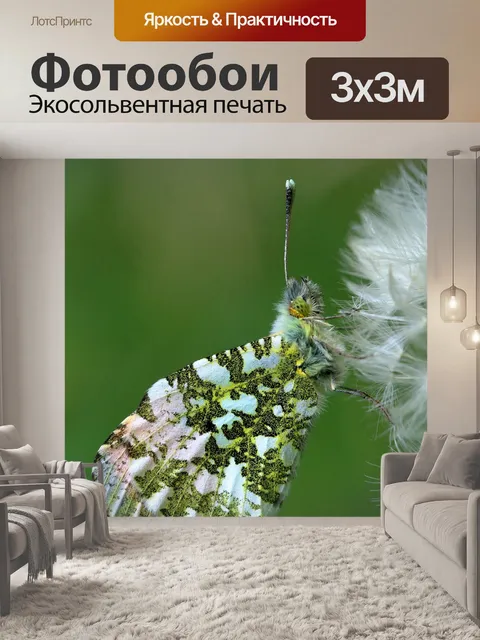 Фотообои Оранжевый совет бабочка