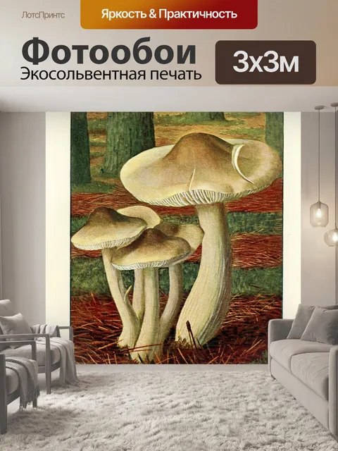 Фотообои Грибы век винтаж старый